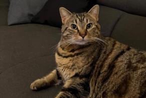 Disappearance alert Cat Female , 3 years Conthey Switzerland