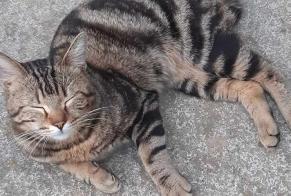 Discovery alert Cat Male Wattignies France