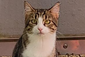 Disappearance alert Cat  Male , 1 years Yverdon-les-Bains Switzerland