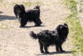 Disappearance alert Dog miscegenation Female , 6 years Herstal Belgium