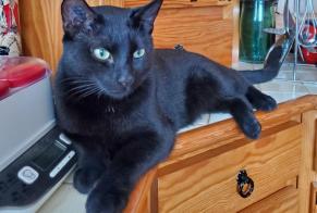 Disappearance alert Cat  Male , 1 years Vald’Yerre France