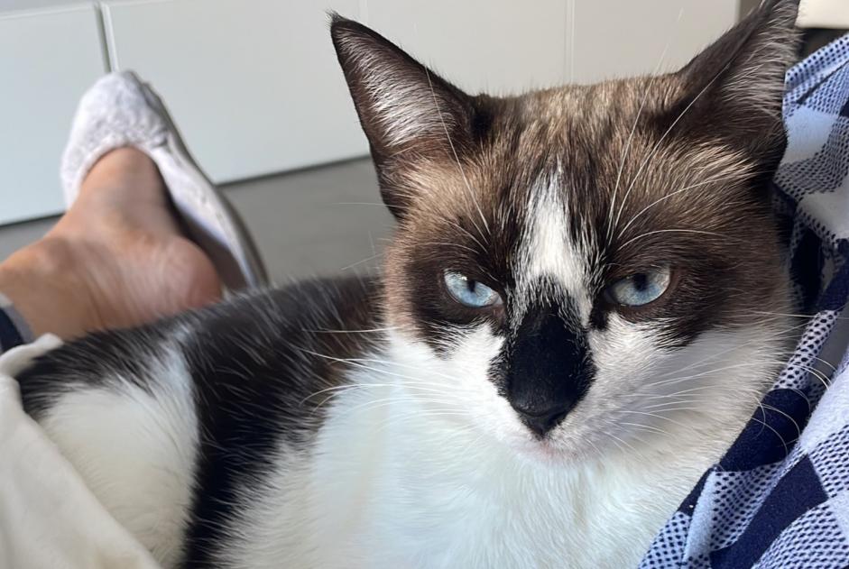 Disappearance alert Cat miscegenation Female , 3 years Quarteira Portugal