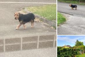 Discovery alert Dog Male Saint-Martin-d'Oney France