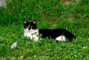 Disappearance alert Cat Male , 14 years Châtel-Saint-Denis Switzerland