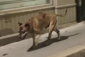 Discovery alert Dog miscegenation Male Saint-Étienne France