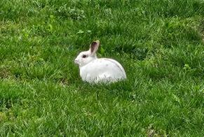 Discovery alert Rabbit Unknown Nendaz Switzerland
