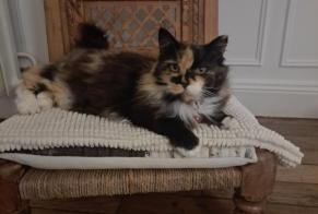 Disappearance alert Cat Female , 12 years Marennes-Hiers-Brouage France