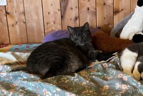 Disappearance alert Cat Female , 9 years Chessel Switzerland