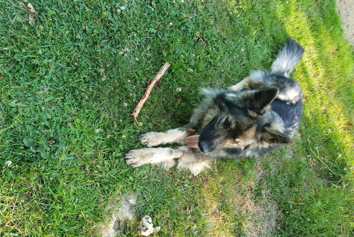Disappearance alert Dog  Female , 7 years Presinge Switzerland