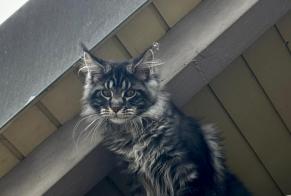 Disappearance alert Cat  Male , 0 years Port-Valais Switzerland