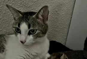 Disappearance alert Cat miscegenation Female , 3 years Gaillac France