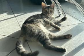 Disappearance alert Cat  Female , 1 years Joué-lès-Tours France