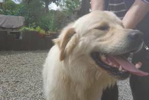 Discovery alert Dog  Male Bazouges-la-Pérouse France