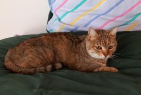 Discovery alert Cat Female , 10 years Chenevelles France
