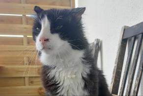 Discovery alert Cat Male La Garde France