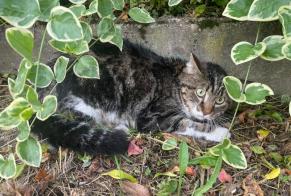 Discovery alert Cat Unknown Igney France