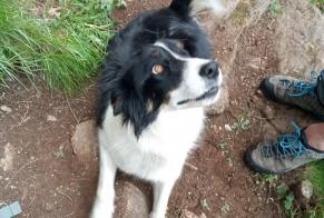 Disappearance alert Dog  Female , 5 years Caychax France
