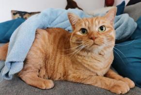 Disappearance alert Cat miscegenation Female , 5 years Prilly Switzerland