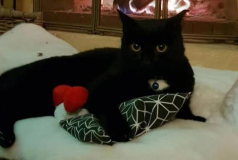 Cat Gone in Le Vaud (Vaud, Switzerland)  - disappearance  Pet Alert  alert #356191