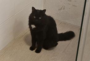 Disappearance alert Cat Male , 10 years Cartigny Switzerland