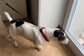 Discovery alert Dog  Male La Sonnaz Switzerland