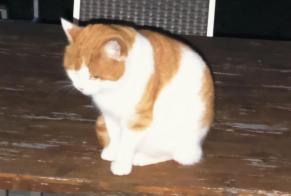 Discovery alert Cat  Unknown Ursy Switzerland