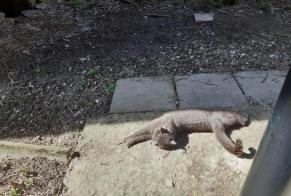Discovery alert Cat Male , 3 yeahr Crans-Montana Switzerland