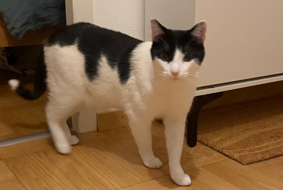 Cat Found in Chêne-Bougeries (Genève, Switzerland)  - discovery  Pet Alert  alert #365658