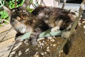 Discovery alert Cat miscegenation Unknown Plan-les-Ouates Switzerland