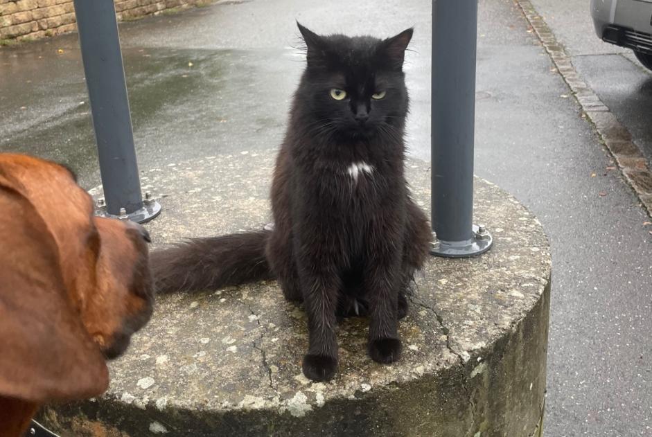 Cat Gone in Onnens (Vaud, Switzerland)  - disappearance  Pet Alert  alert #368854