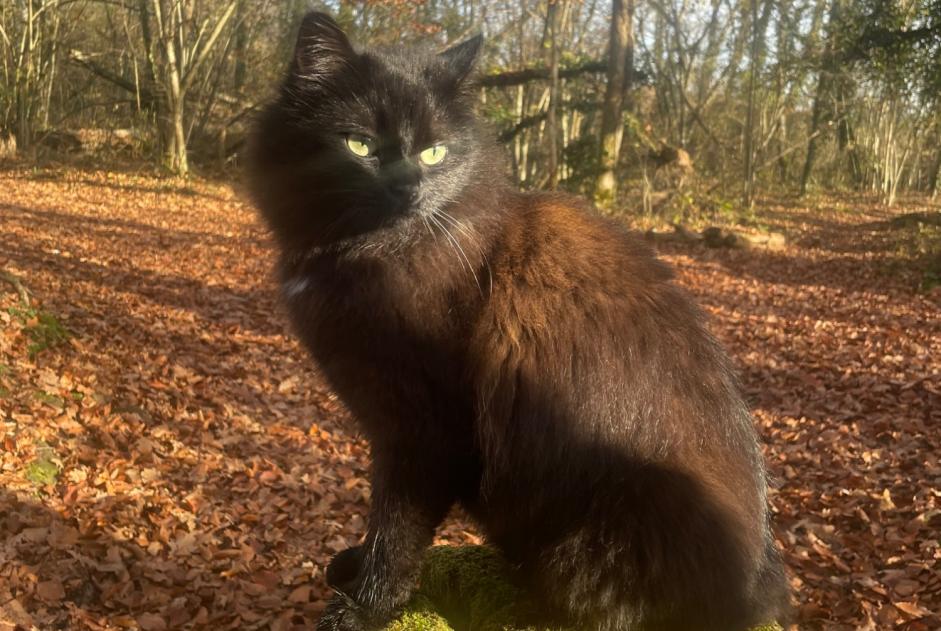 Cat Gone in Onnens (Vaud, Switzerland)  - disappearance  Pet Alert  alert #368854