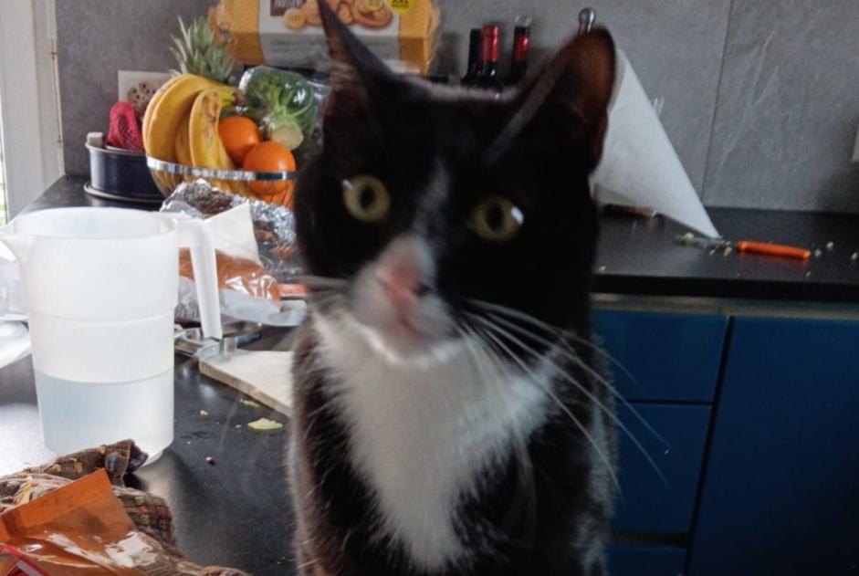 Cat Gone in Porrentruy (Jura, Switzerland)  - disappearance  Pet Alert  alert #370315