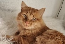 Alerta de Desaparición Gato Macho , 6 años Chavornay Suiza