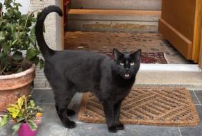 Alerta de Desaparición Gato  Macho , 2 años Crissier Suiza