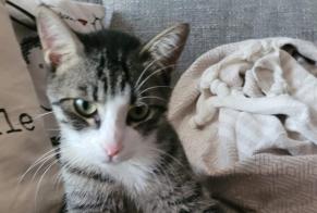Alerta de Desaparición Gato Macho , 2 años Meyrin Suiza