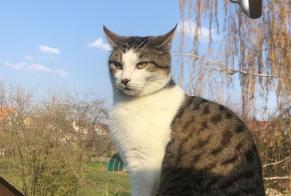 Alerta de Desaparición Gato Macho , 8 años Cossonay Suiza