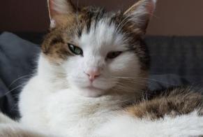 Alerta de Desaparición Gato Macho , 9 años Renens Suiza