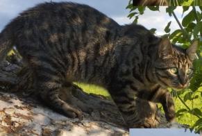 Alerta de Desaparición Gato  Macho , 2 años Giffers Suiza
