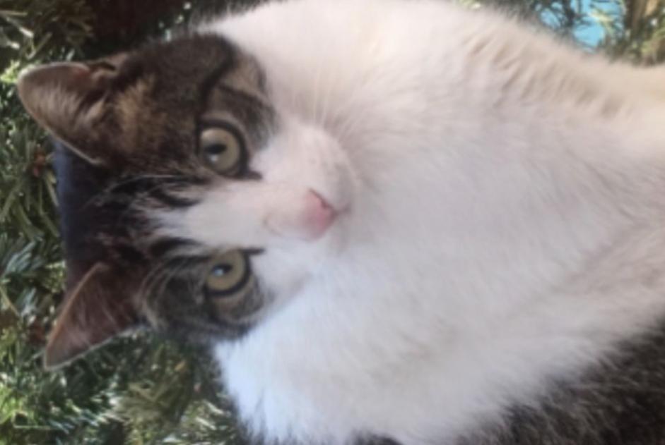 Alerta de Desaparición Gato Macho , 8 años Orbe Suiza