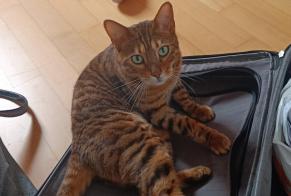 Alerta de Desaparición Gato  Hembra , 4 años Etagnières Suiza