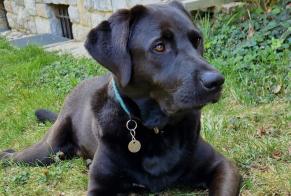 Alerta de Desaparición Perro  Macho , 3 años Ollon Suiza