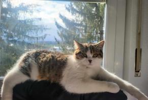 Alerta de Desaparición Gato  Macho , 1 años Matran Suiza