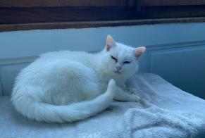 Alerta de Desaparición Gato Hembra , 16 años Vevey Suiza