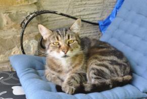 Alerta de Desaparición Gato Macho , 14 años Blonay - Saint-Légier Suiza