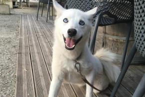 Alerta de Desaparición Perro cruce Hembra , 1 años Nendaz Suiza