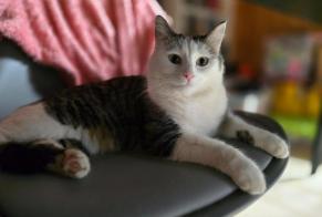 Alerta de Desaparición Gato  Hembra , 2 años Val-d'Illiez Suiza
