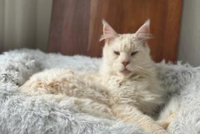 Alerta de Desaparición Gato  Macho , 2 años Penthalaz Suiza