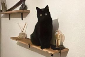 Alerta de Desaparición Gato Macho , 5 años Jorat-Mézières Suiza