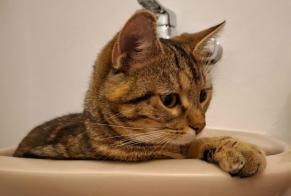 Alerta de Desaparición Gato Hembra , 1 años Champagne Suiza