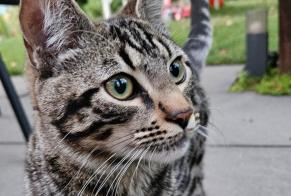 Alerta de Hallazgo Gato Macho Savièse Suiza